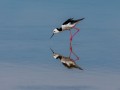 Black-winged Stilt by Russell Spence