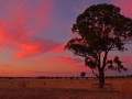 Kyabram-Sunset by Sonya O'Brien