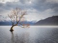 Lonely Tree by Sam Mariani