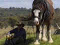 Man and Horse by Joe Conte