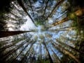 Forest Canopy by Alison Crea