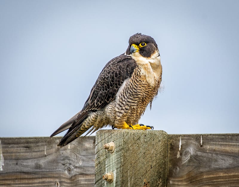 Peregrine Falcon by Russell Spence 