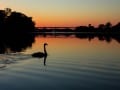 10-Swanning on the Murray - 90n