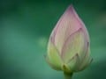 Lotus Bud by Sharon Crabb