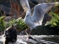 Chasey at Edwardes Lake by Sandra Alesiani