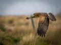 Spotter Harrier by Russell Spence