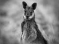 Wallaby by Russell Spence