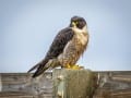 Peregrine Falcon by Russell Spence