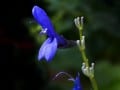 05-blue salvia-39n