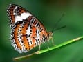 BUTTERFLY 109_Web