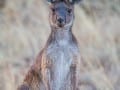 Bush Kangaroo-110S PRINT_Web