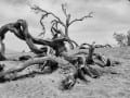 Death Valley Landscape - 99N_Web