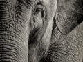 Elephant-21S PRINT_Web