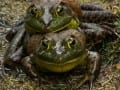 Frogs-114N PRINT_Web