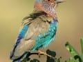 Indian Lilac Breasted Roller - 52s PRINT_Web