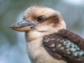 Kookaburra-110S_Web