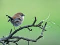 LONELY WREN - 109 PRINT_Web