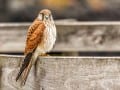 Nankeen Kestrel-61S_Web