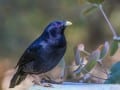 Satin Bower Bird-110S_Web