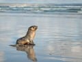 Seal, Sea and Sand- 70S_Web