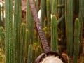 my banjo is cactus 109_Web