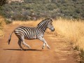 2005-Dancing-Zebra-46S