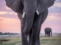 2005-Elephant-at-Sunset-46S