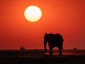 2005-Sunset-on-the-Chobe-60s