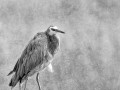 2005-White-Faced-Heron-38s