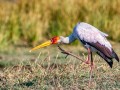 2005-Yellow-billed-African-Stork-85N