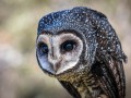 2005-Sooty-Owl-110S