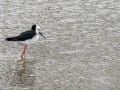 11-2002-Black-Winged-Stilt-38s