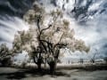 36-p2002-IR-Living-Trees-Overland-Corner-Hotel-122n