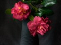 2009-Mums-Camellias-121n